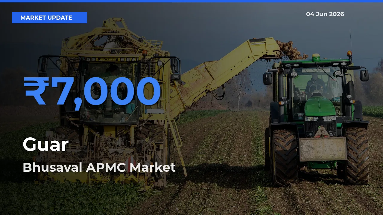 Bhusaval APMC Offers ₹7,000 – Highest Guar Rate Today