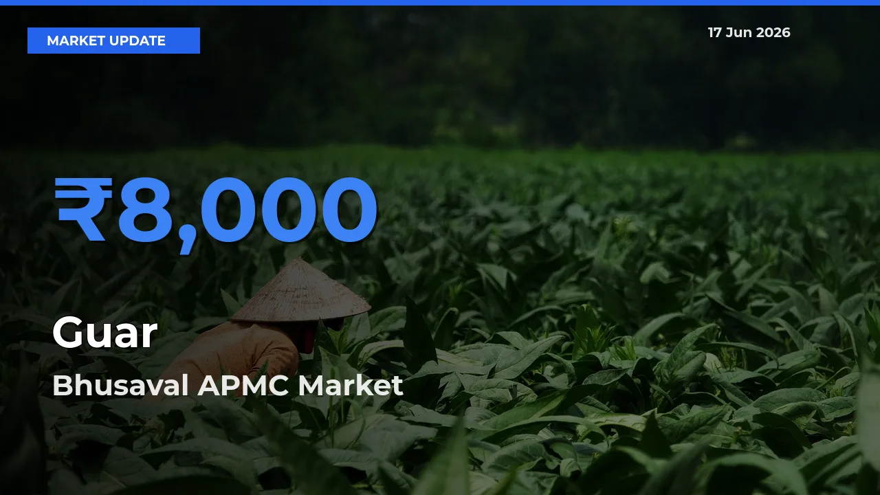 Bhusaval APMC Records Highest ₹8,000 Rate for Guar