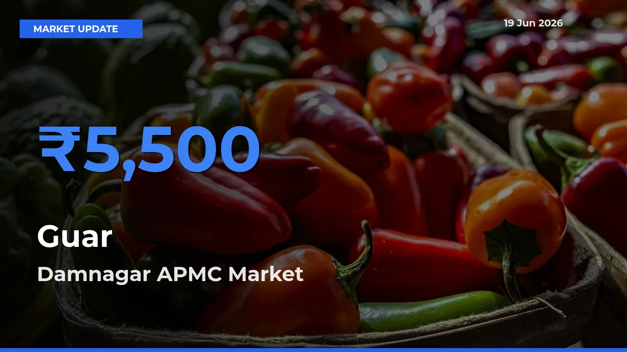 Top Performer! Damnagar APMC Offers Best Guar Price Today
