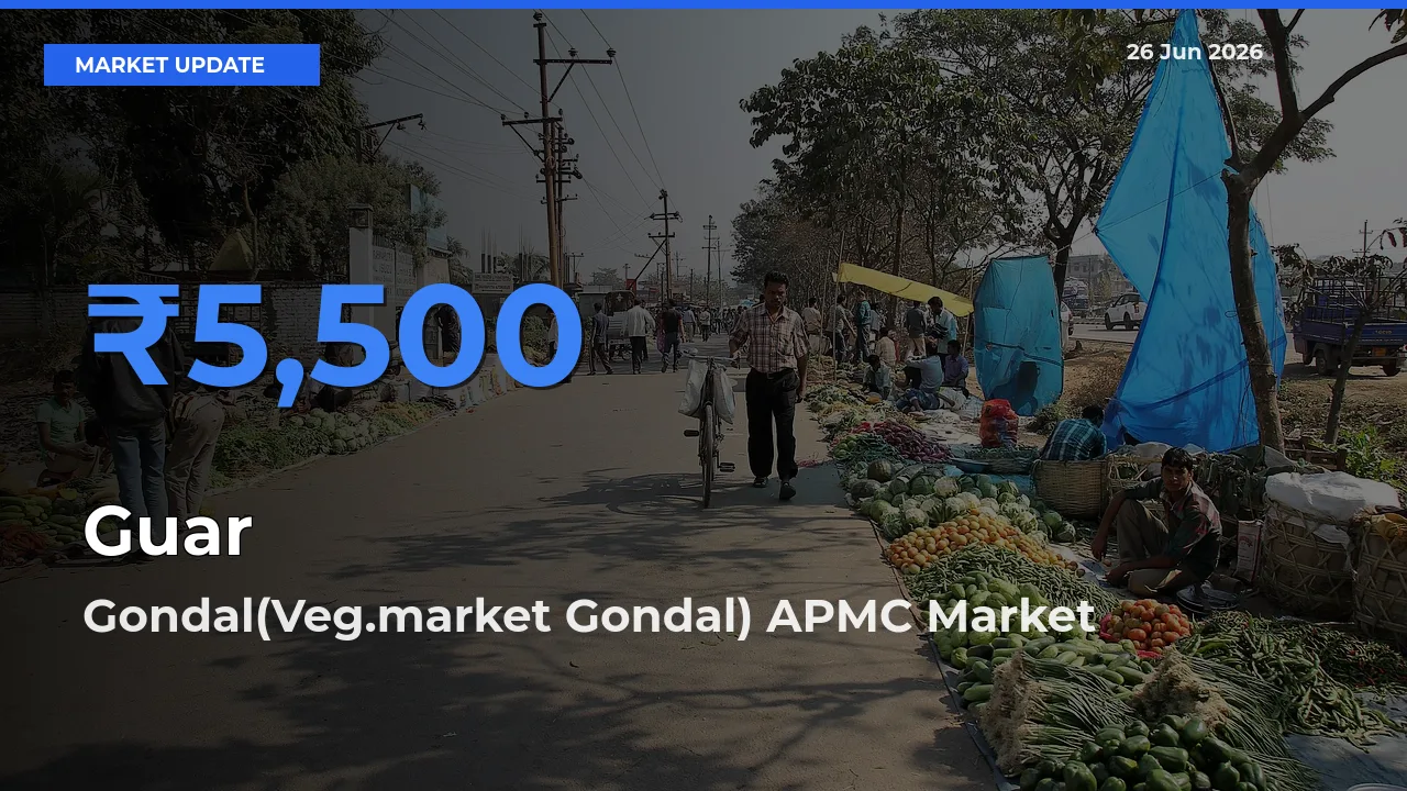Gondal(Veg.market Gondal) APMC Records Highest ₹5,500 Rate for Guar