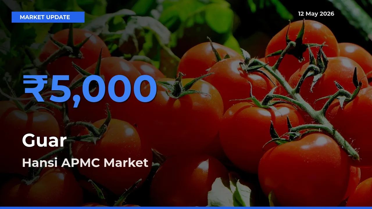 Market Watch: Hansi APMC Becomes Top Mandi for Guar
