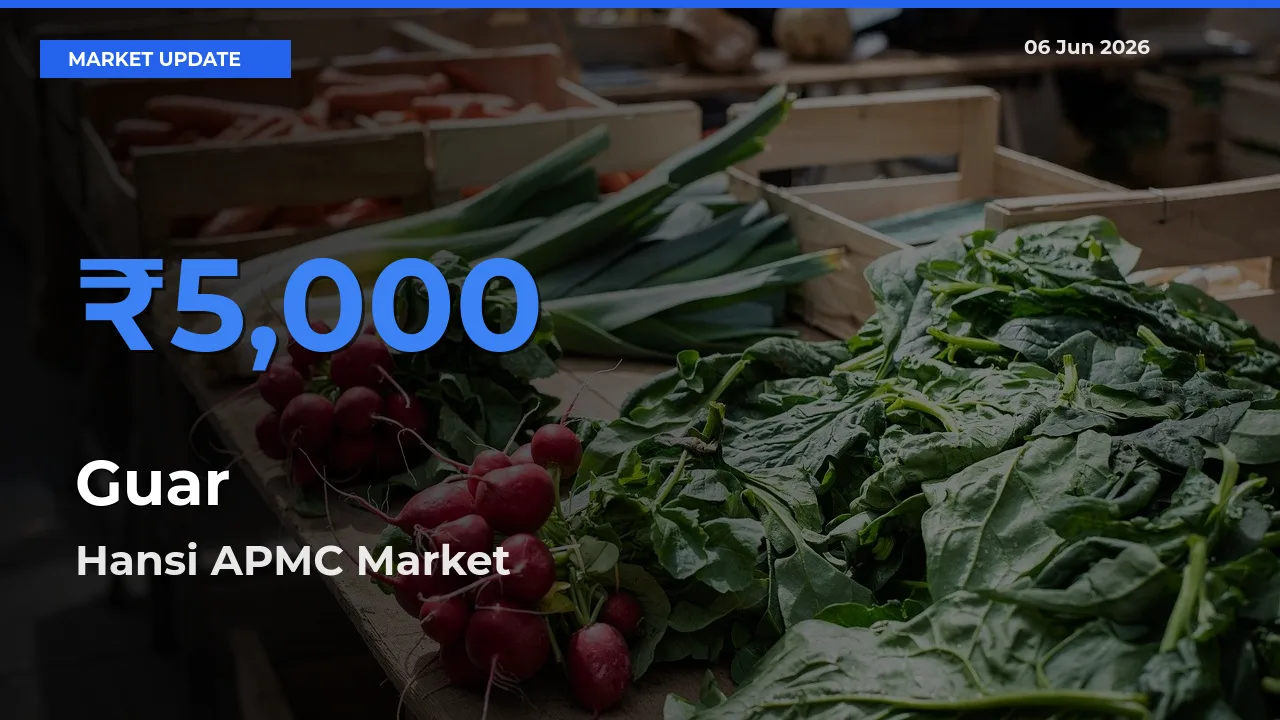 Hansi APMC Tops Guar Rates – June 06 Market Update