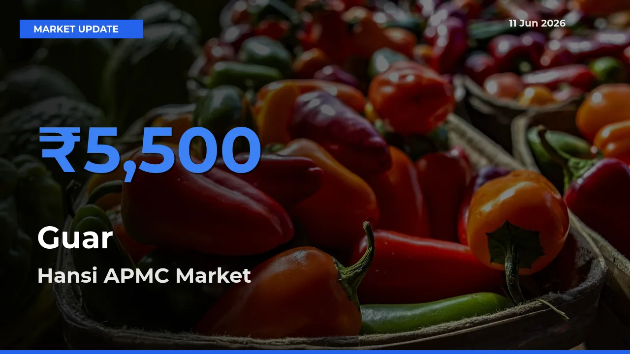 Hansi APMC Offers ₹5,500 – Highest Guar Rate Today