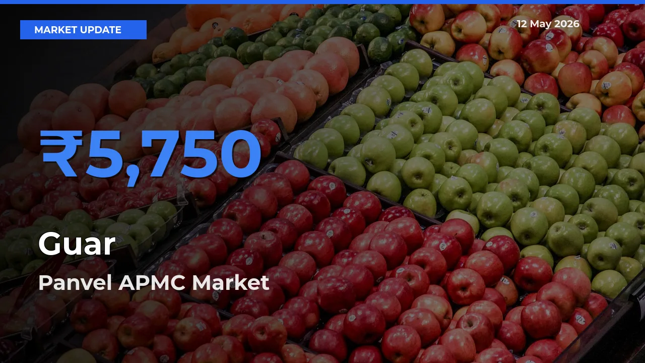 Top Performer! Panvel APMC Offers Best Guar Price Today