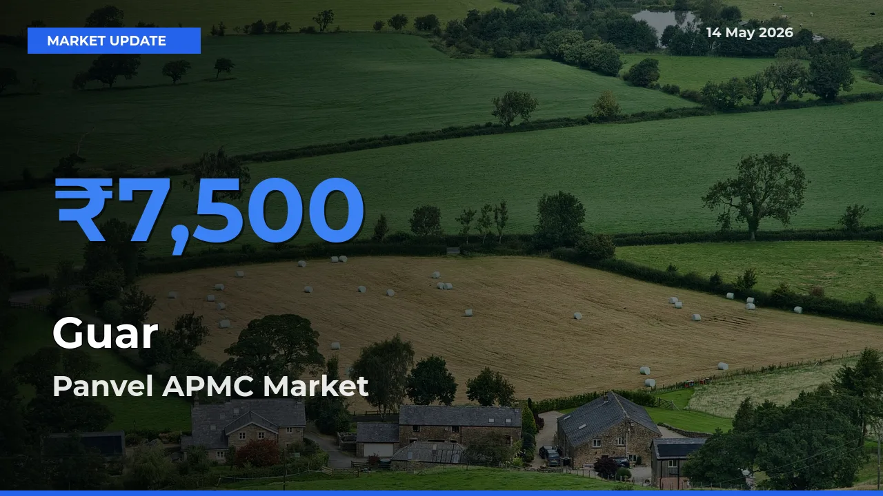 Top Performer! Panvel APMC Offers Best Guar Price Today