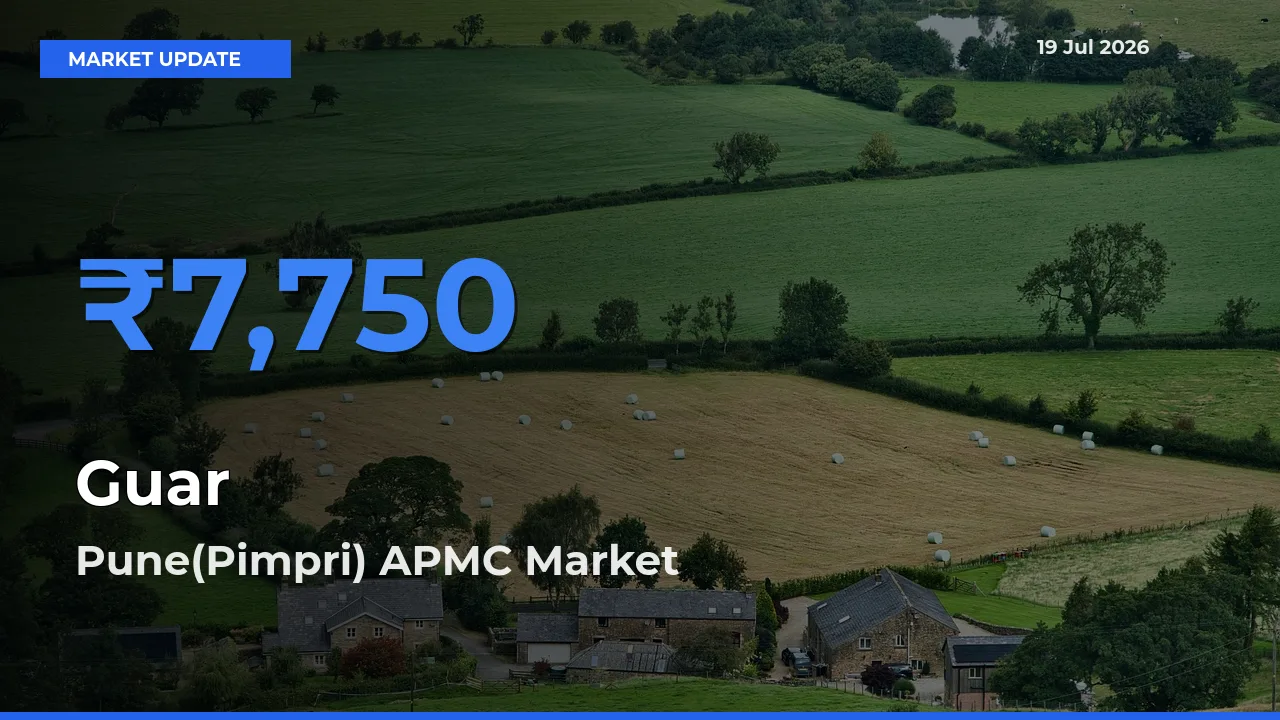 Top Performer! Pune(Pimpri) APMC Offers Best Guar Price Today