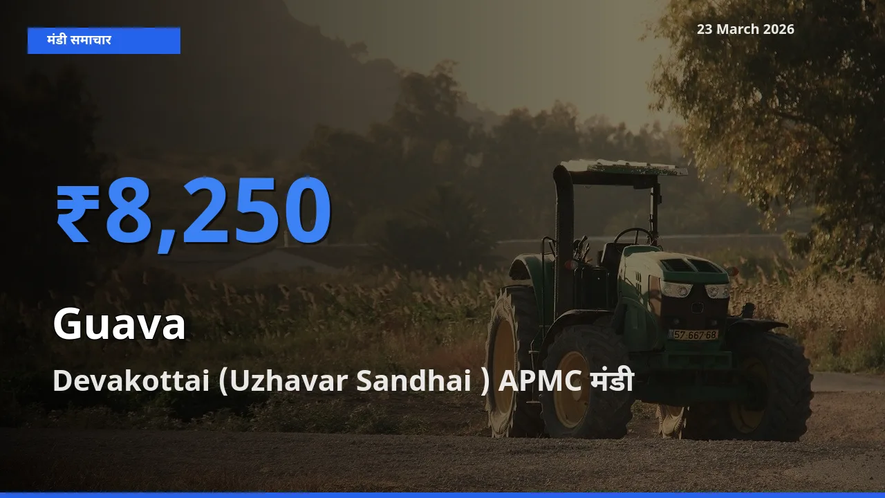 टॉप मंडी बना Devakottai (Uzhavar Sandhai ) APMC! अमरूद के सबसे ऊँचे दाम यहीं दर्ज