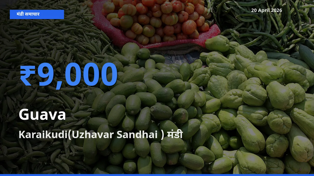 आज अमरूद के सबसे ज़्यादा दाम Karaikudi(Uzhavar Sandhai ) मंडी में दर्ज