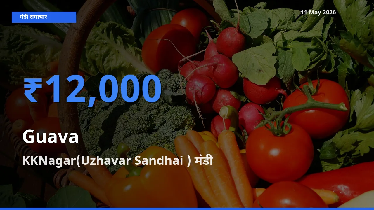 आज का मंडी भाव: अमरूद के सबसे ज़्यादा दाम KKNagar(Uzhavar Sandhai ) में