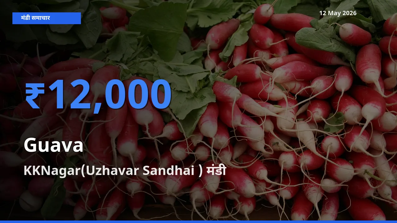 टॉप मंडी बना KKNagar(Uzhavar Sandhai )! अमरूद के सबसे ऊँचे दाम यहीं दर्ज