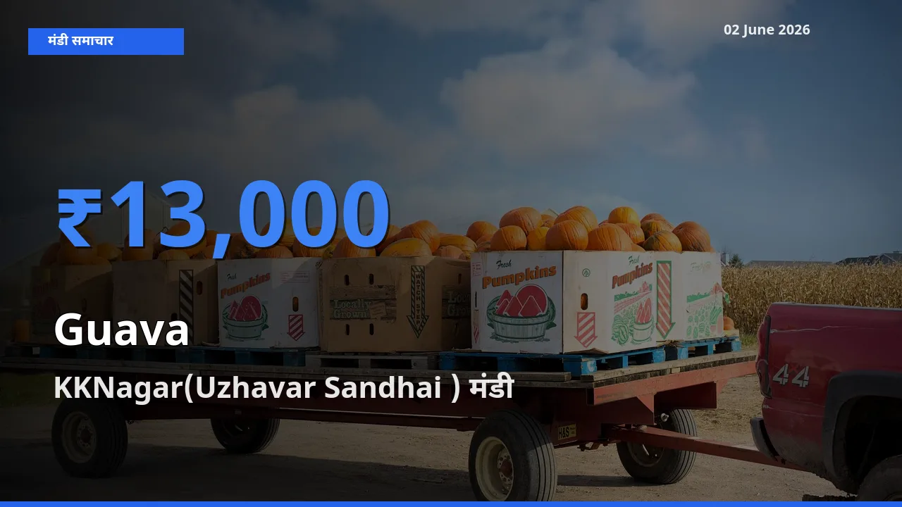 आज का मंडी भाव: अमरूद के सबसे ज़्यादा दाम KKNagar(Uzhavar Sandhai ) में