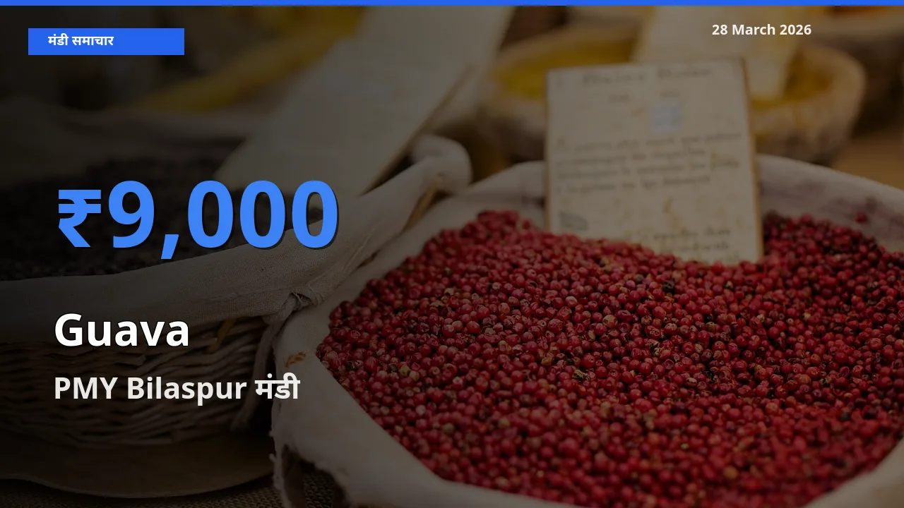 बाज़ार संकेत: PMY Bilaspur बना अमरूद के लिए आज की टॉप मंडी