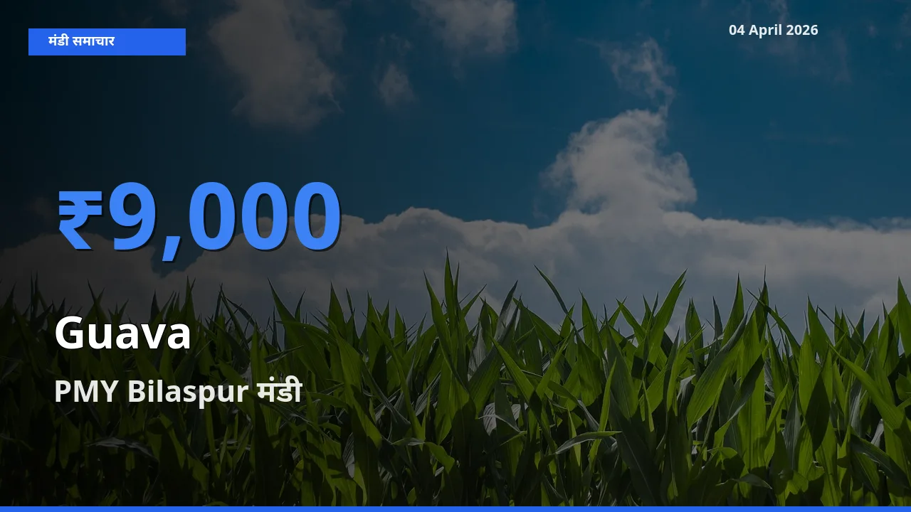टॉप मंडी बना PMY Bilaspur! अमरूद के सबसे ऊँचे दाम यहीं दर्ज