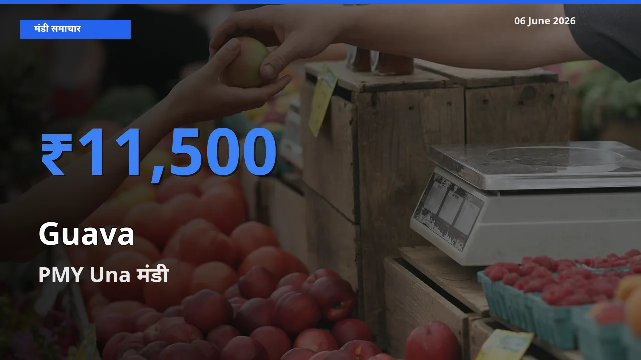 आज अमरूद के सबसे ऊँचे दाम ₹11,500 PMY Una मंडी में