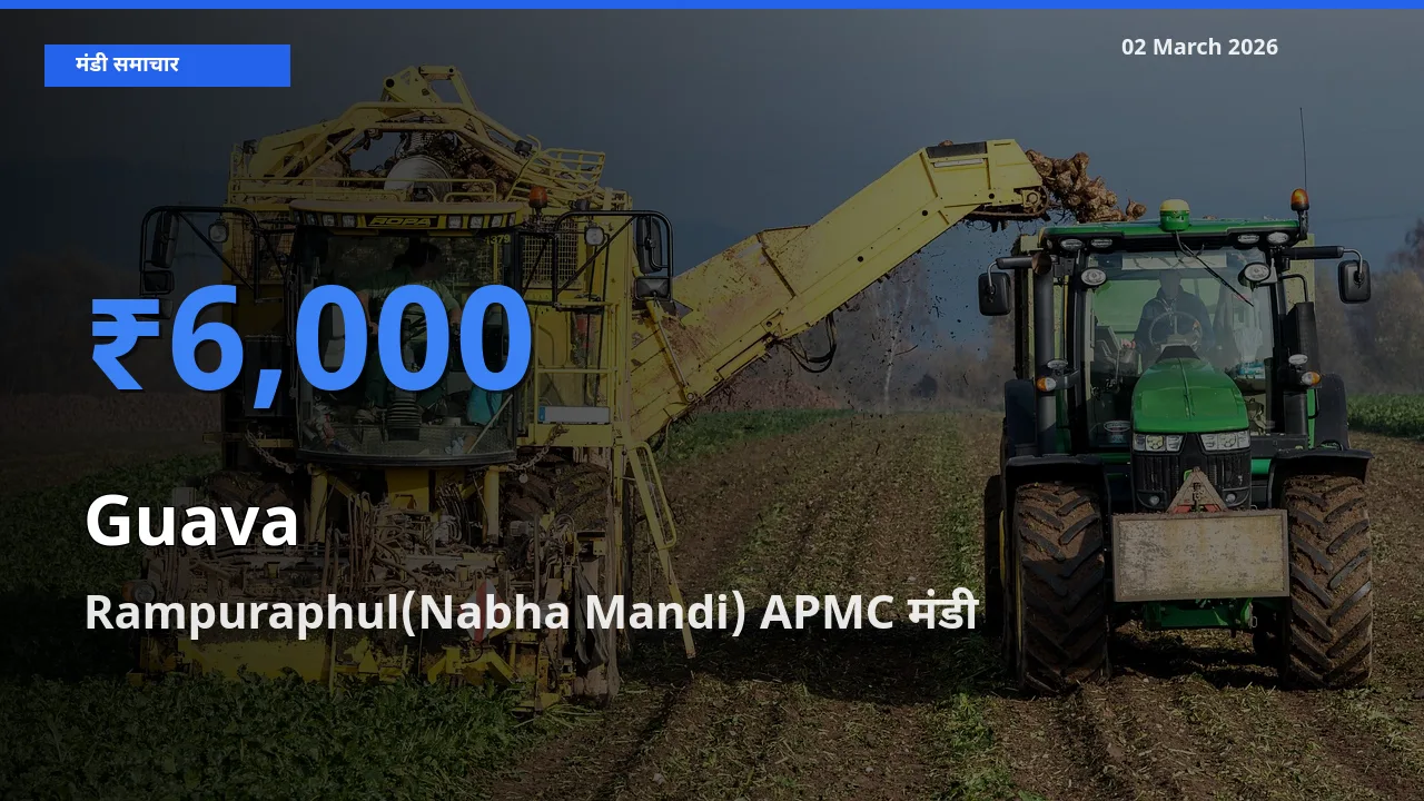02 March अपडेट: Guava के सबसे ऊँचे दाम Rampuraphul(Nabha Mandi) APMC मंडी में