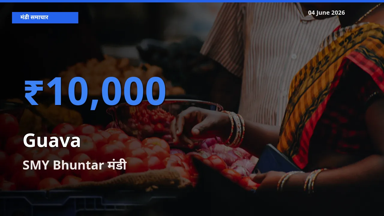आज का मंडी भाव: अमरूद के सबसे ज़्यादा दाम SMY Bhuntar में