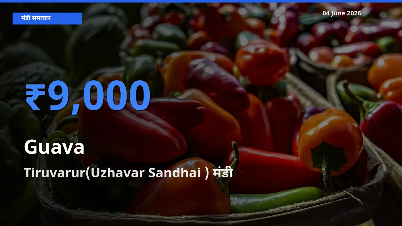 04 June अपडेट: अमरूद के सबसे ऊँचे दाम Tiruvarur(Uzhavar Sandhai ) मंडी में