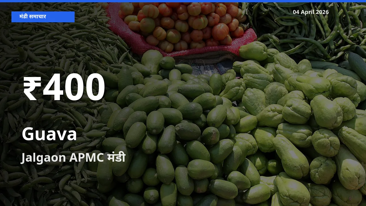 रिकॉर्ड गिरावट नहीं, लेकिन 30 दिन का न्यूनतम! Jalgaon APMC में अमरूद के दाम फिसले
