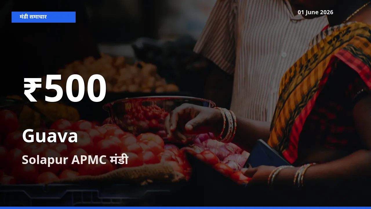 किसानों के लिए चिंता का विषय? अमरूद के दाम Solapur APMC में 30 दिन के न्यूनतम स्तर पर