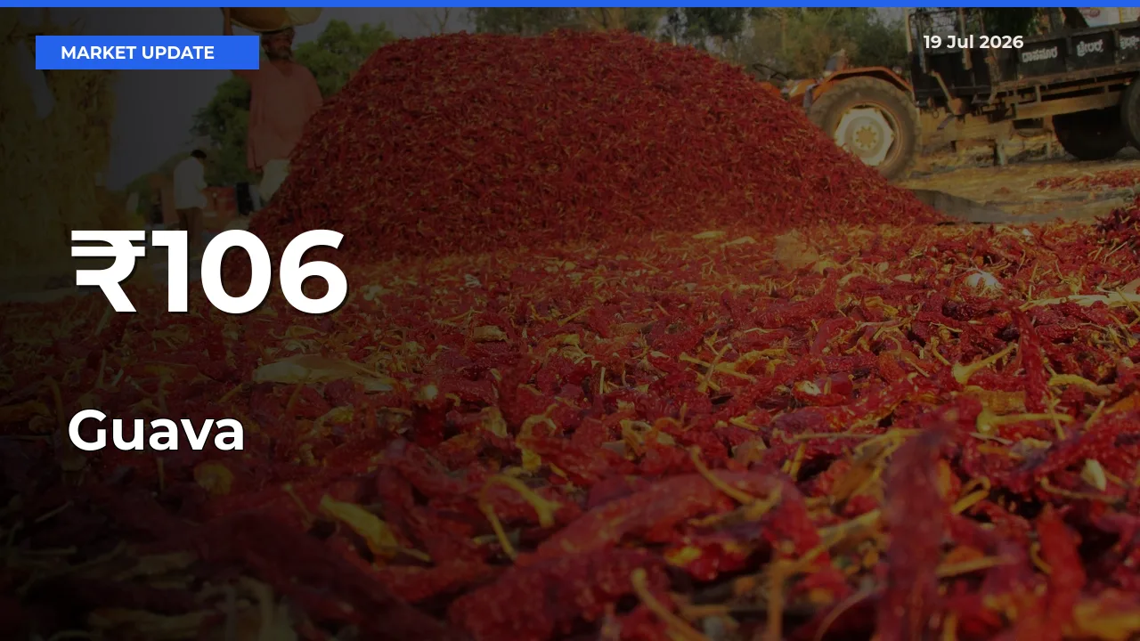 Multi-Mandi Trend Emerges as Guava Prices Shift Across Key Markets