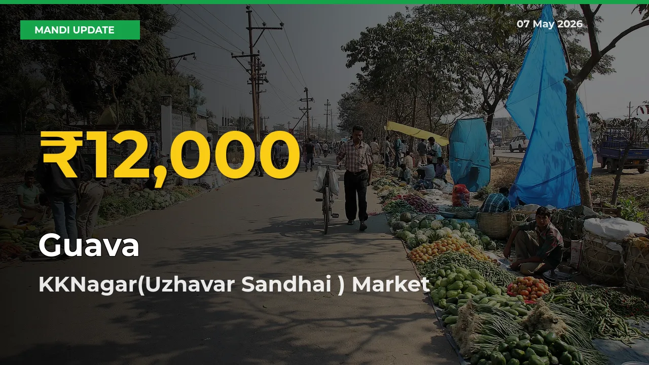 Fresh Record! Guava Price Climbs to New High in KKNagar(Uzhavar Sandhai )