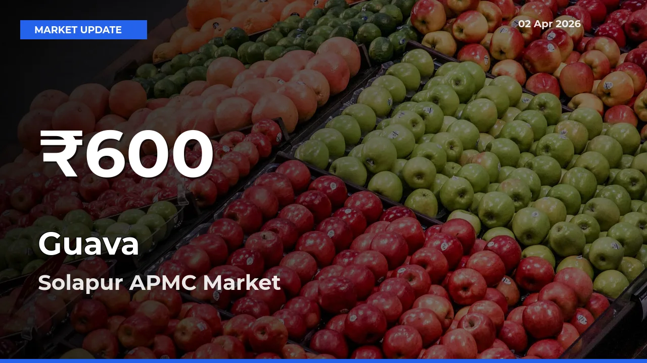 Guava Prices Touch 30-Day Low in Solapur APMC – April 02 Update