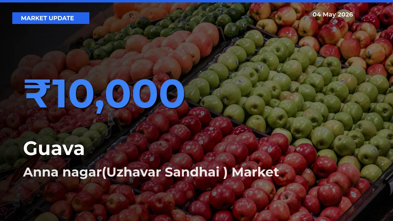 Anna nagar(Uzhavar Sandhai ) Emerges as Top Mandi for Guava Prices Today