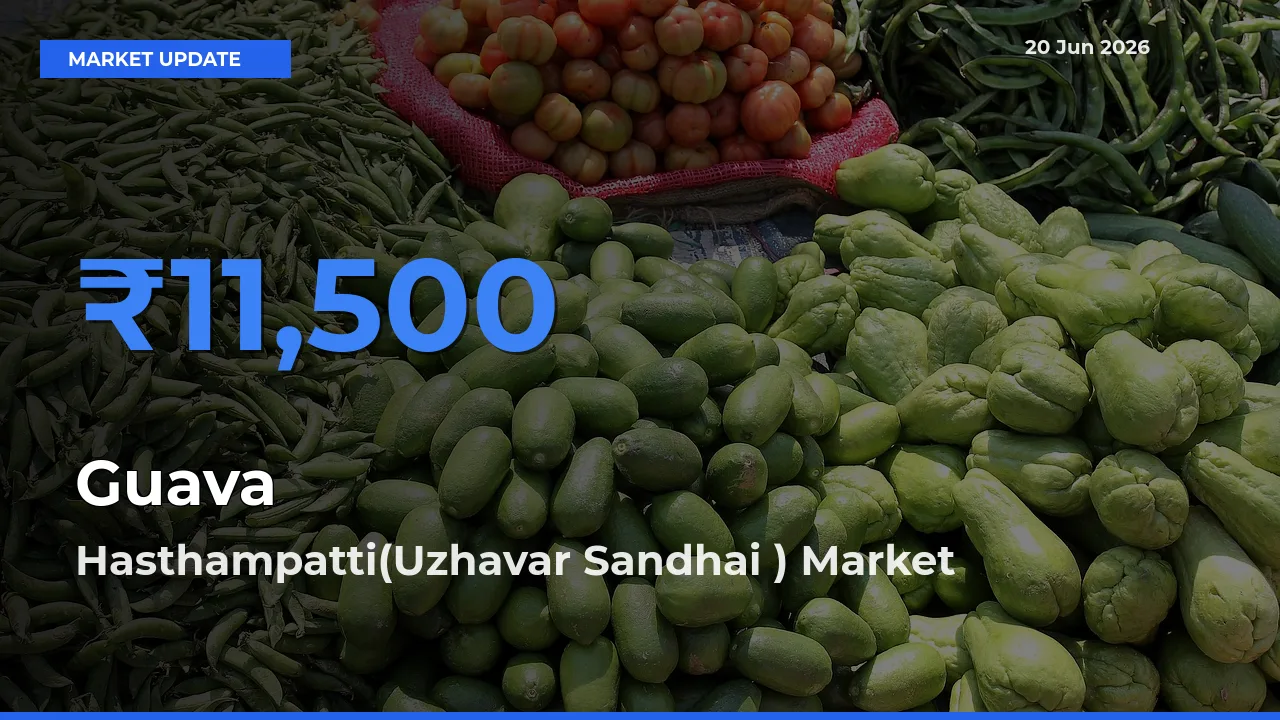 Farmers Prefer Hasthampatti(Uzhavar Sandhai ) as Guava Hits Highest Rate