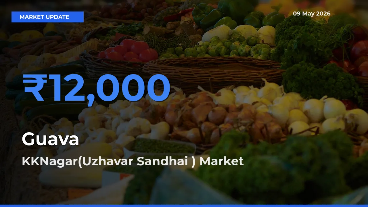 KKNagar(Uzhavar Sandhai ) Tops Guava Mandi Rates Today