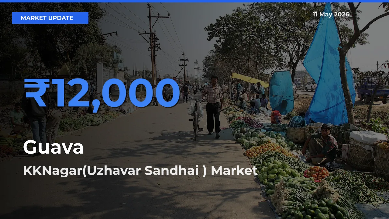 KKNagar(Uzhavar Sandhai ) Offers ₹12,000 – Highest Guava Rate Today
