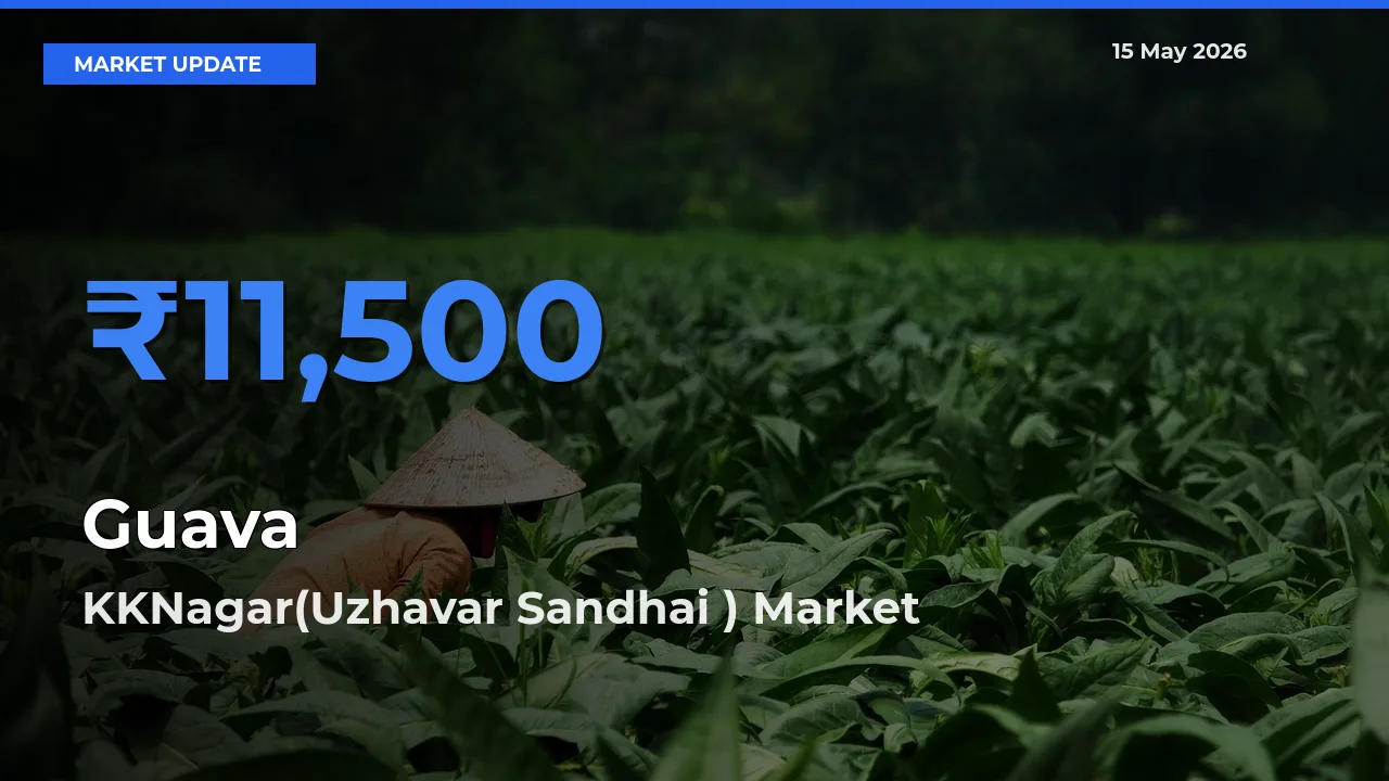 KKNagar(Uzhavar Sandhai ) Records Highest ₹11,500 Rate for Guava