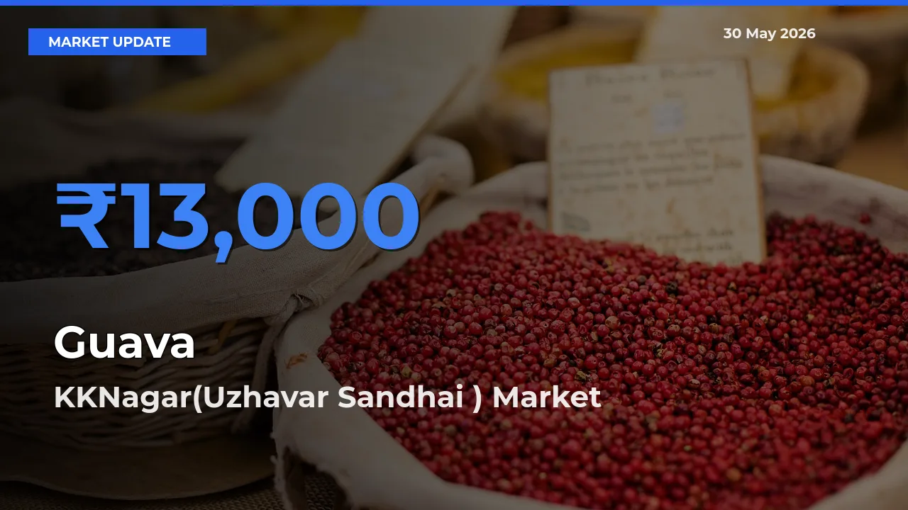 KKNagar(Uzhavar Sandhai ) Offers ₹13,000 – Highest Guava Rate Today