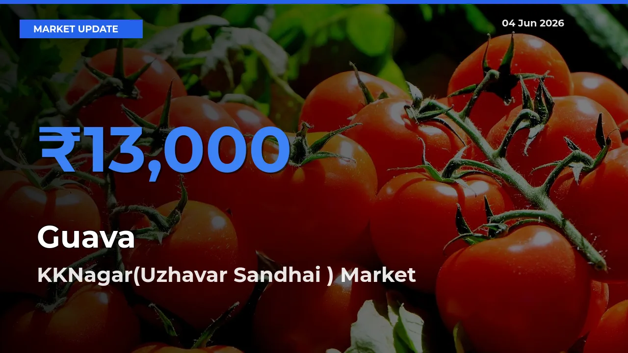 KKNagar(Uzhavar Sandhai ) Tops Guava Mandi Rates Today