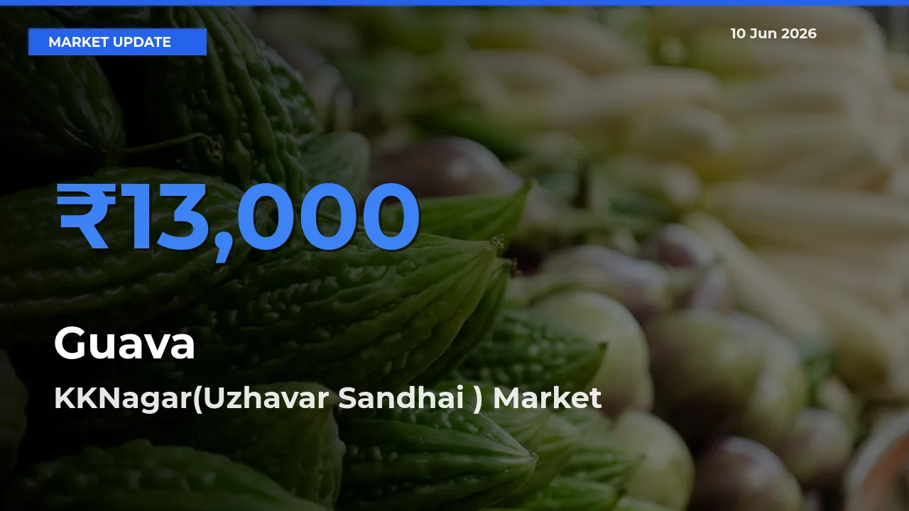 Guava Mandi Rate Today: KKNagar(Uzhavar Sandhai ) Tops the List