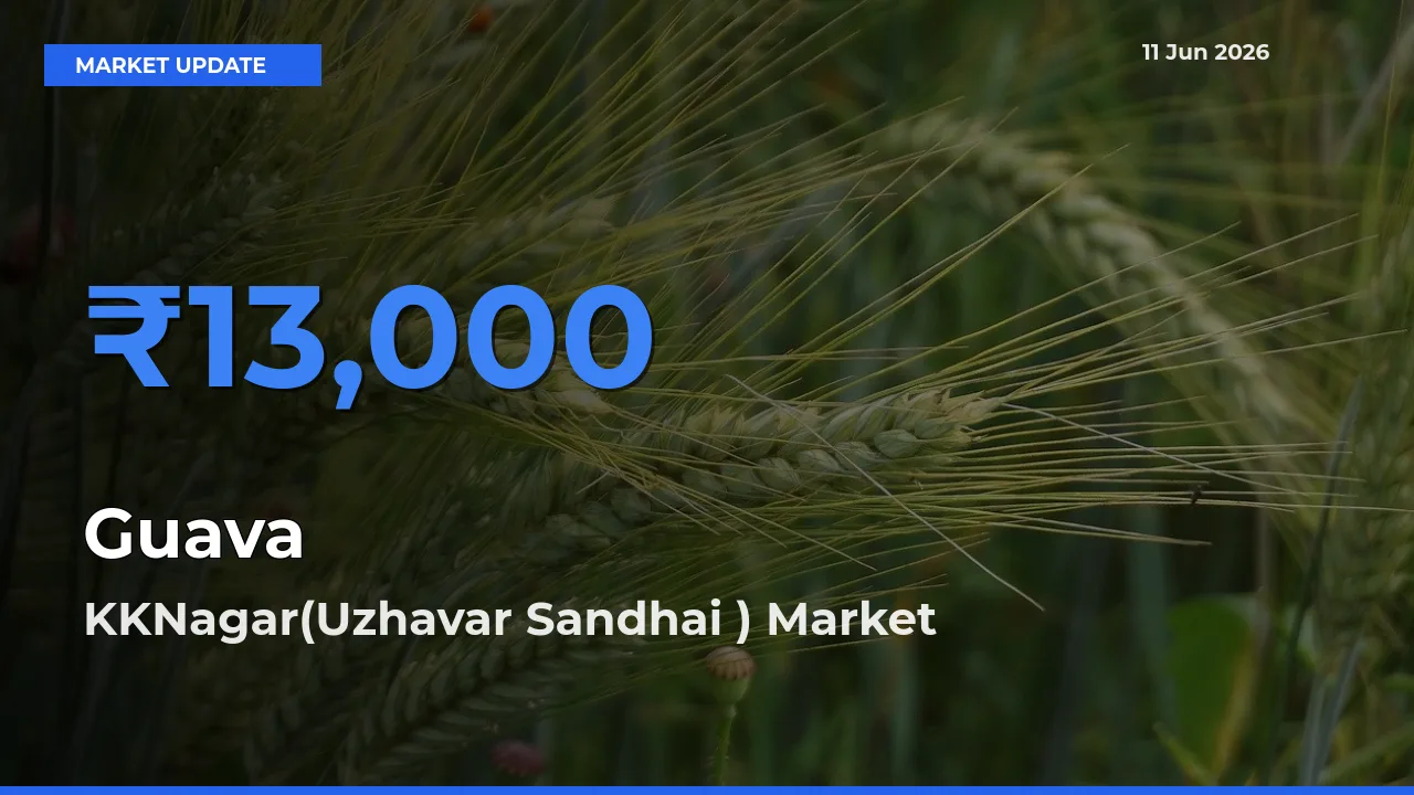 Market Watch: KKNagar(Uzhavar Sandhai ) Becomes Top Mandi for Guava