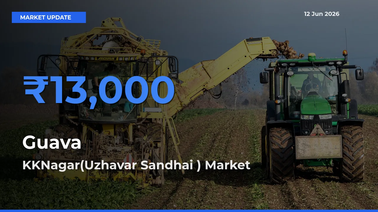 Farmers Prefer KKNagar(Uzhavar Sandhai ) as Guava Hits Highest Rate