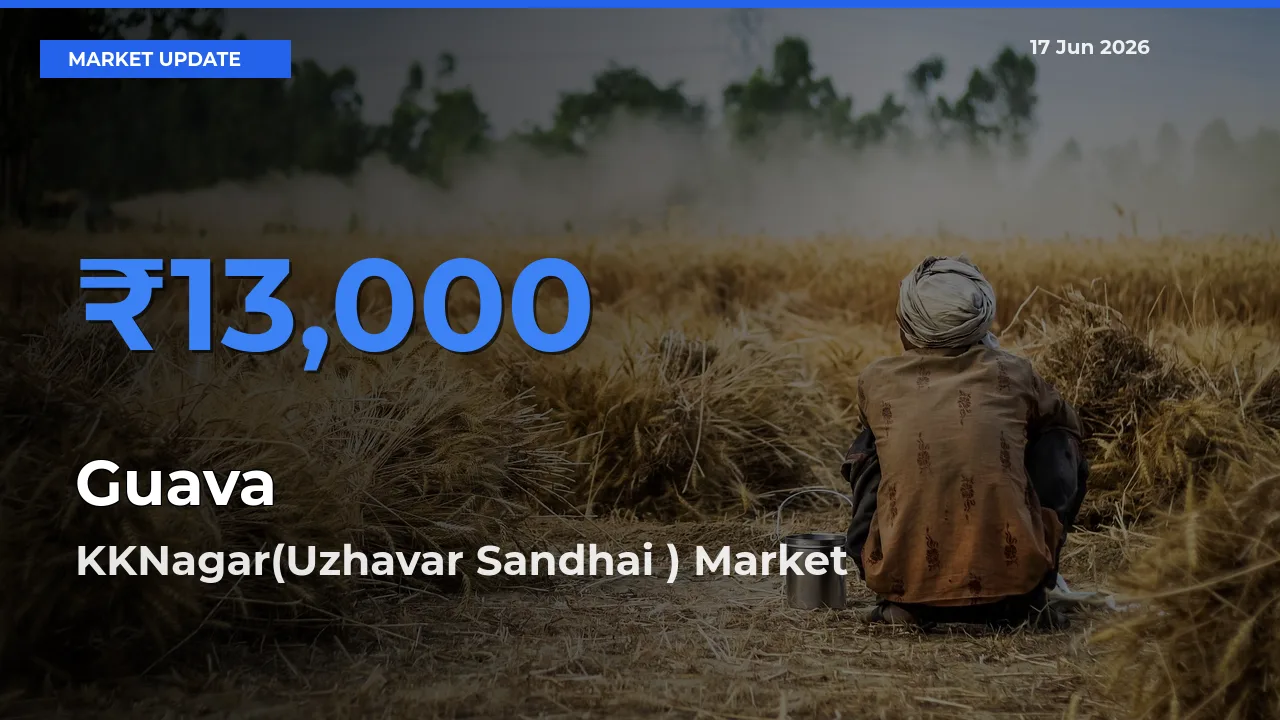 Market Watch: KKNagar(Uzhavar Sandhai ) Becomes Top Mandi for Guava