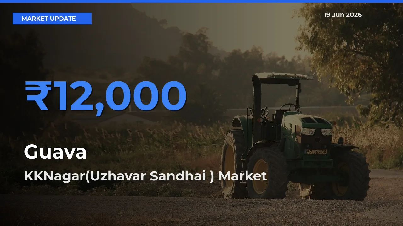 Guava Mandi Rate Today: KKNagar(Uzhavar Sandhai ) Tops the List