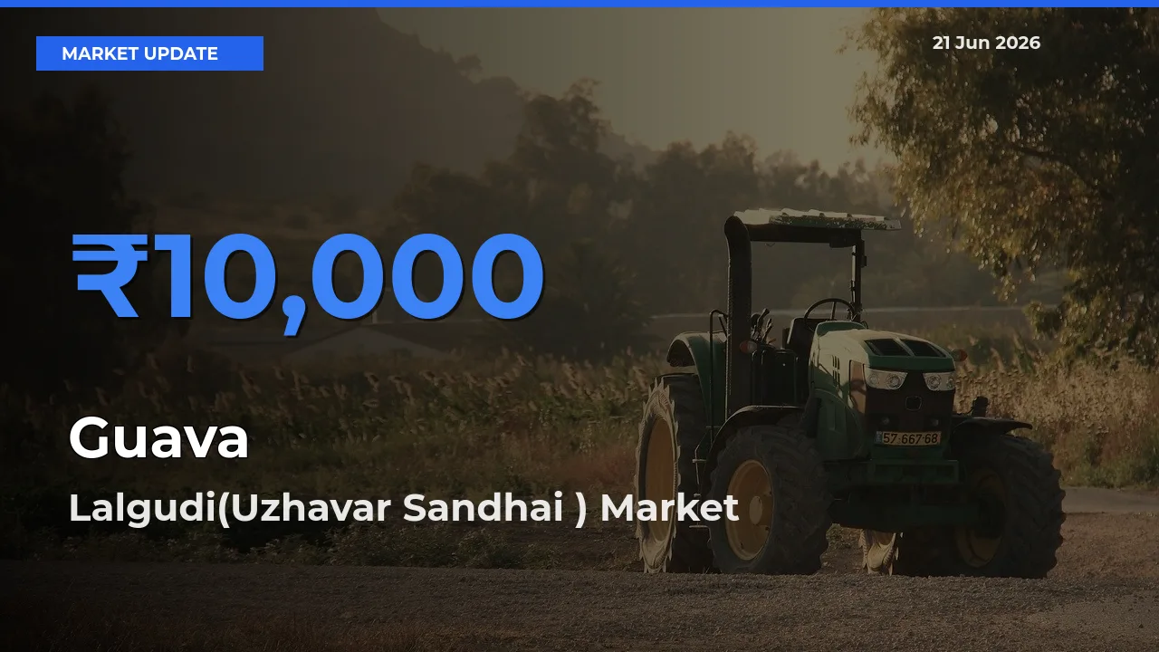 Market Watch: Lalgudi(Uzhavar Sandhai ) Becomes Top Mandi for Guava