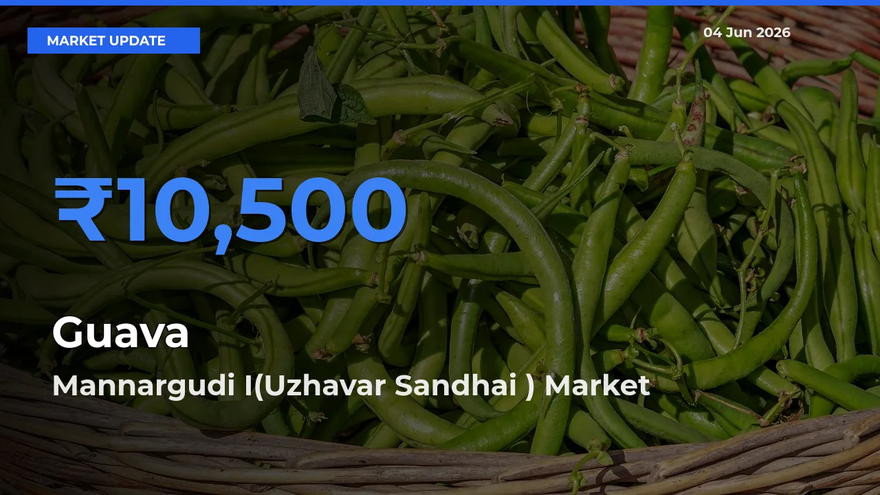 Mannargudi I(Uzhavar Sandhai ) Leads as Top Mandi for Guava Prices