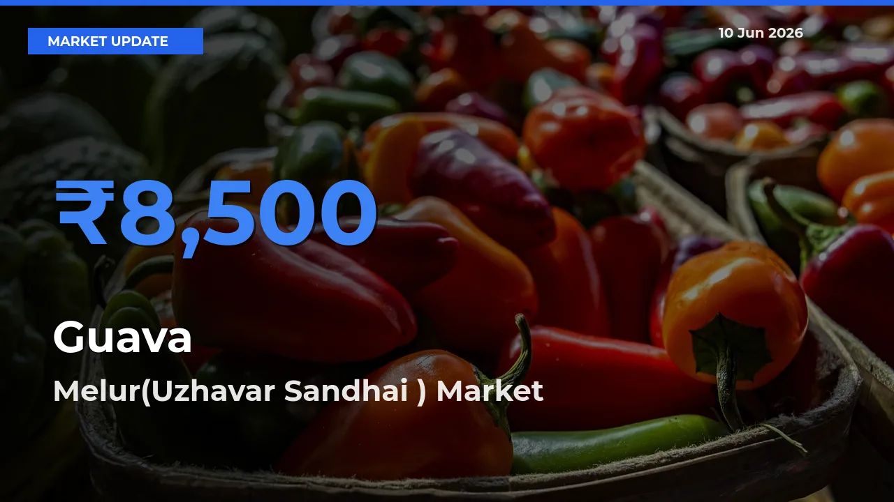 Market Watch: Melur(Uzhavar Sandhai ) Becomes Top Mandi for Guava