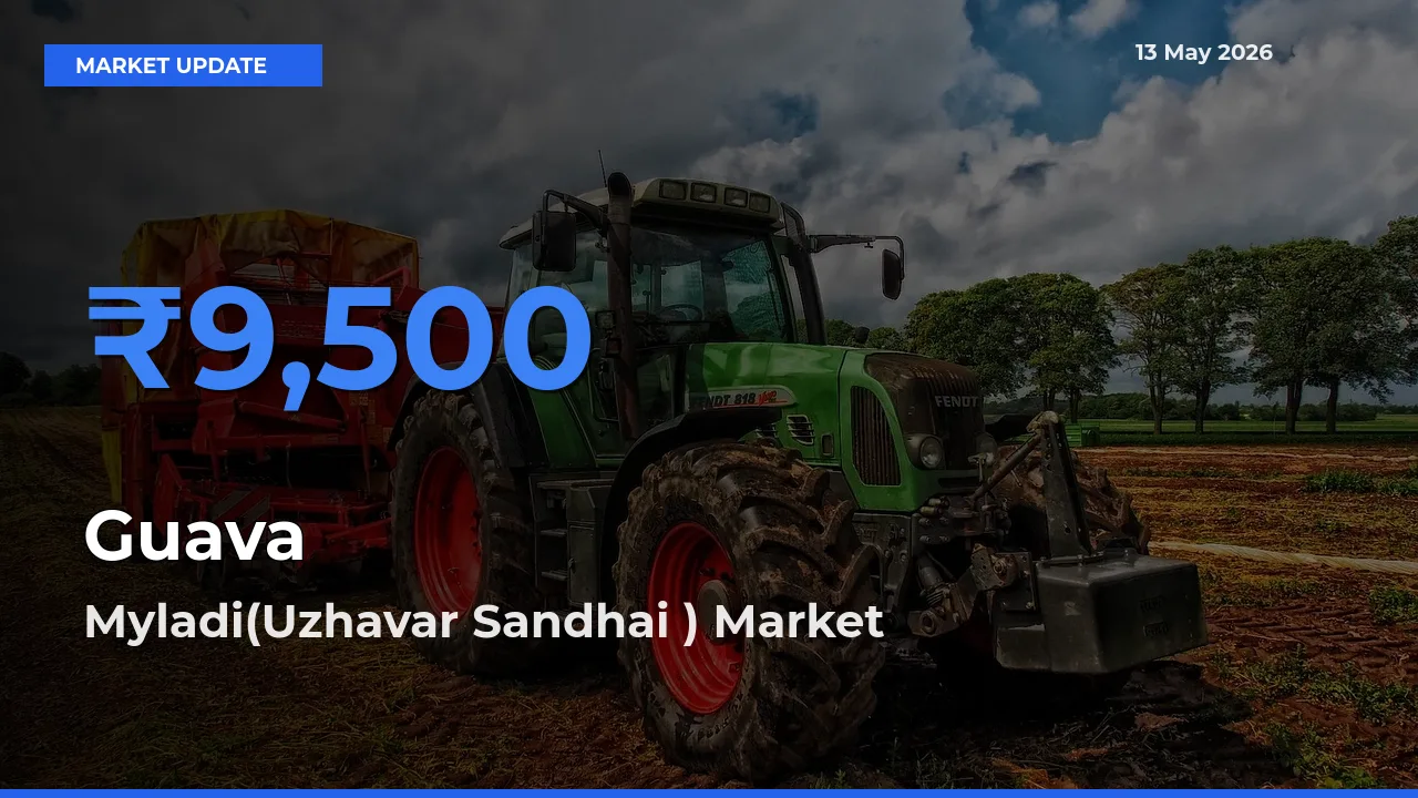 Market Watch: Myladi(Uzhavar Sandhai ) Becomes Top Mandi for Guava