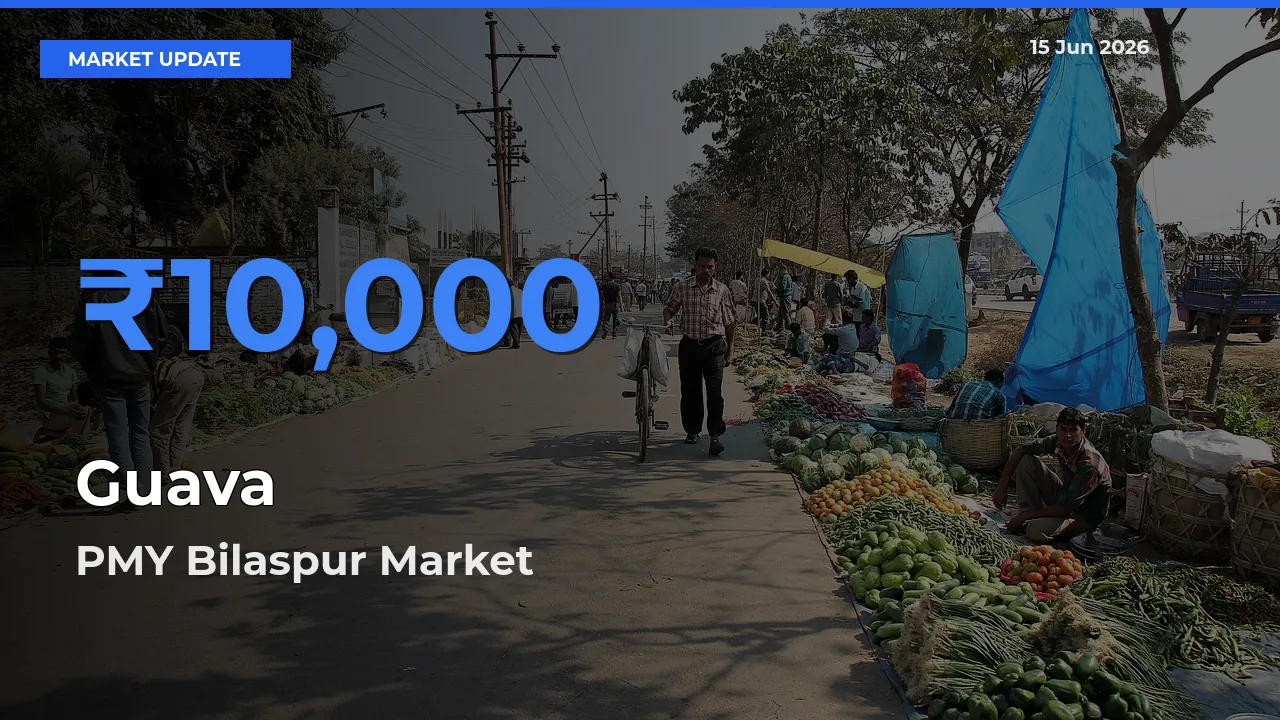 Market Watch: PMY Bilaspur Becomes Top Mandi for Guava