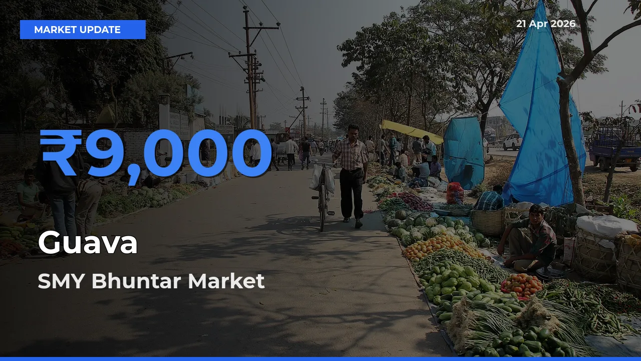 Top Performer! SMY Bhuntar Offers Best Guava Price Today