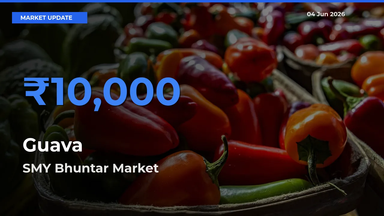 SMY Bhuntar Offers ₹10,000 – Highest Guava Rate Today