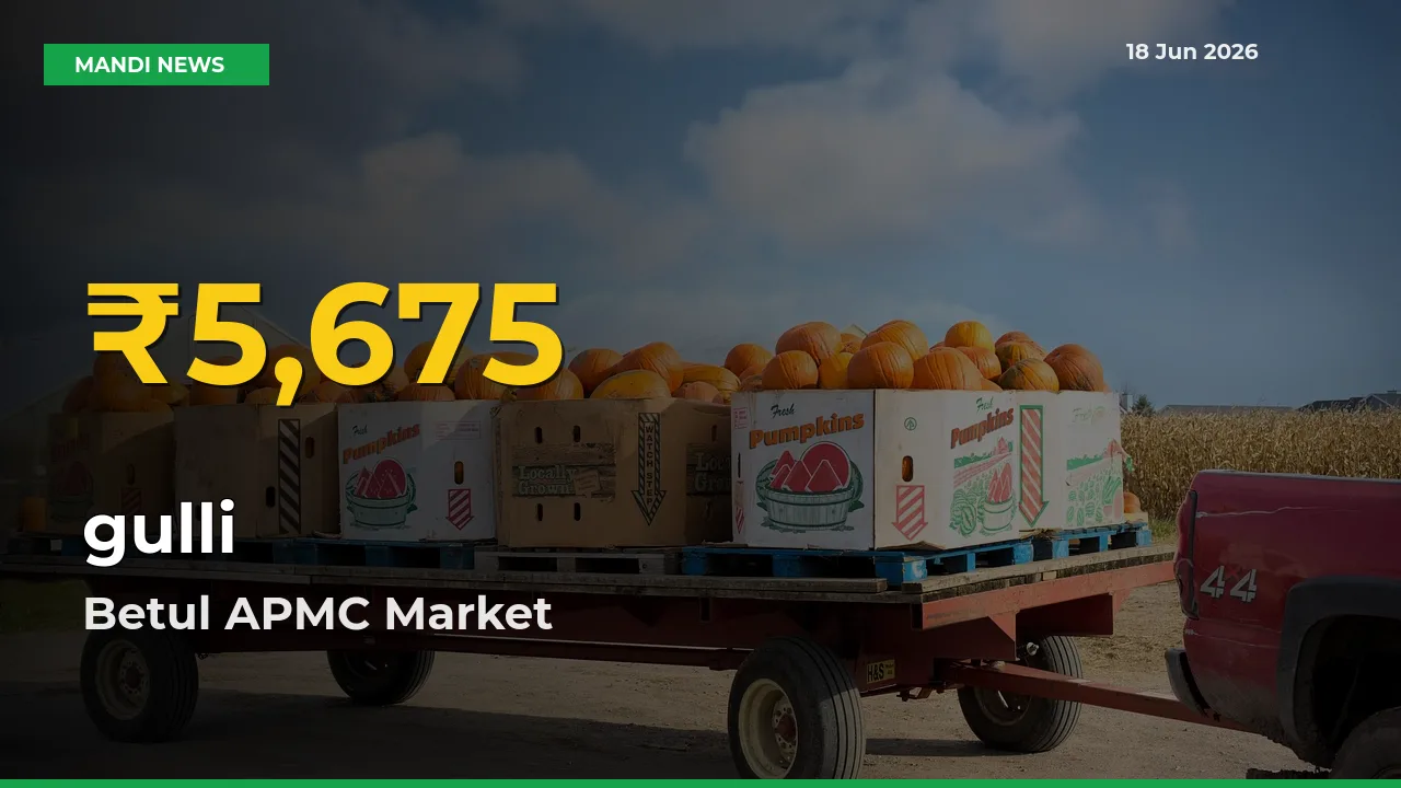 Why gulli Prices Are Climbing in Betul APMC – Today’s New High Explained