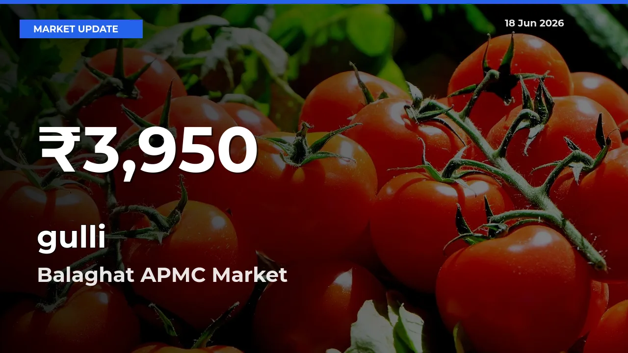 Sharp Fall! gulli Prices Drop to 30-Day Low in Balaghat APMC