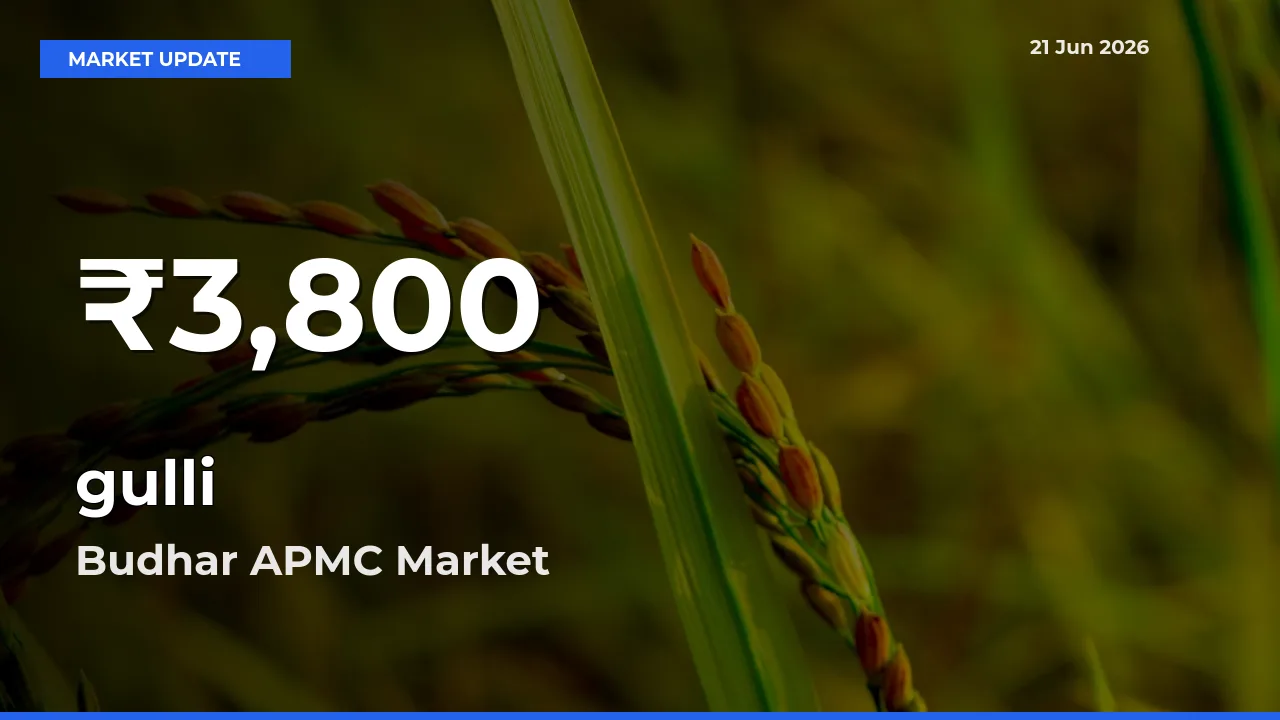 Why gulli Prices Slumped in Budhar APMC – 30-Day Low Today