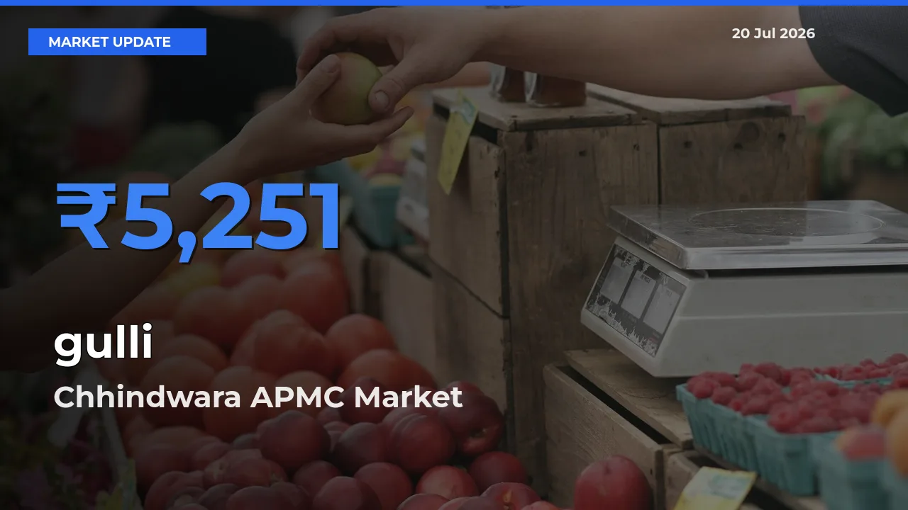 Chhindwara APMC Tops gulli Rates – July 20 Market Update