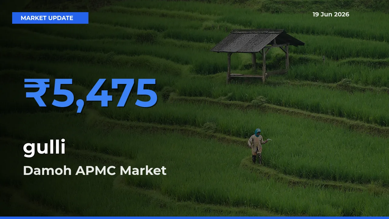Top Performer! Damoh APMC Offers Best gulli Price Today
